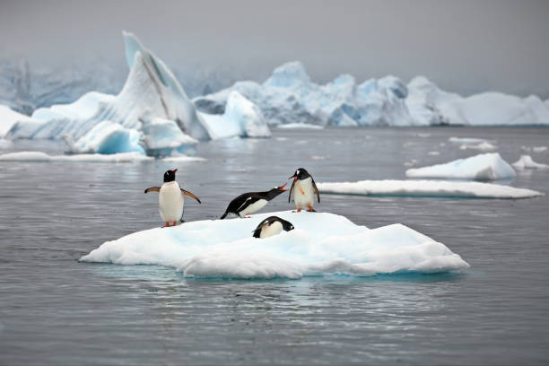 istock Penguins on a small iceberg in Antarctica 1462551797
