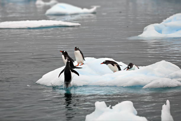 istock Group of penguins is standing on an iceberg in an ocean 1462551802