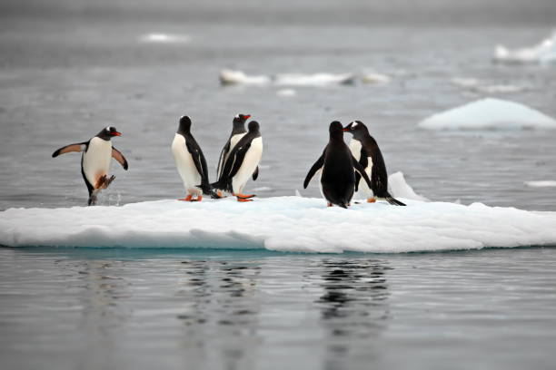 istock Cute penguins in the snowy Antarctica Continent 1462551815
