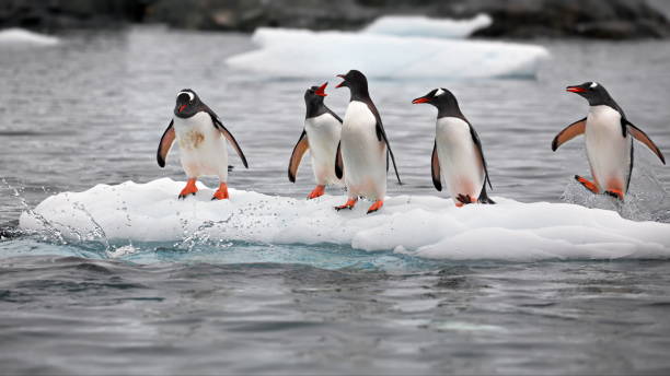 istock Penguins on a small iceberg in Antarctica 1462551818