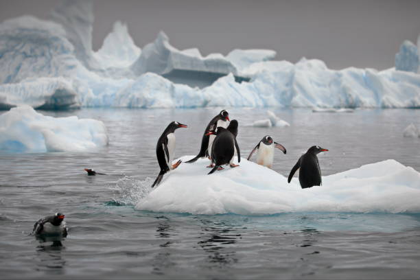 istock Penguins on a small iceberg in Antarctica 1462551820