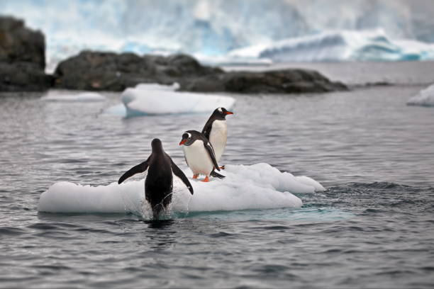 istock Baby penguins with red beaks playing on a small ice in the ocean 1462551847