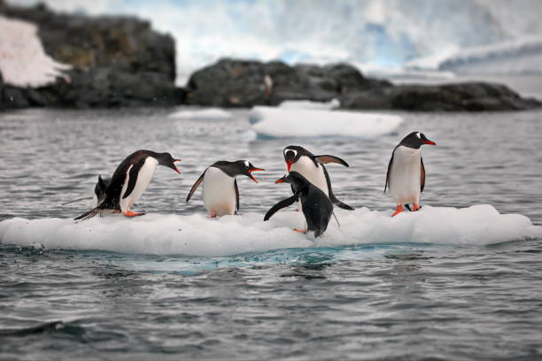 istock Penguins on a small iceberg in Antarctica 1462551859