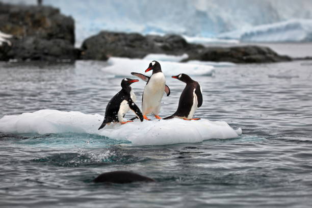 istock Penguins on a small iceberg in Antarctica 1462551880