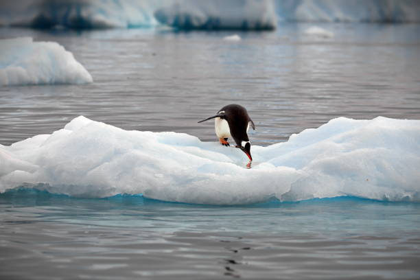 istock Penguins on a small iceberg in Antarctica 1462551898