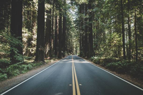 istock Narrow road in the beautiful forest on a sunny day 1462551918