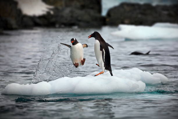 istock Penguins on a small iceberg in Antarctica 1462551941