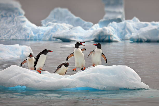 istock Penguins on a small iceberg in Antarctica 1462551965