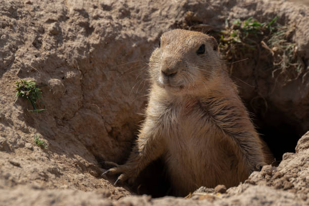 istock prairie dog small wild animal 1462551968
