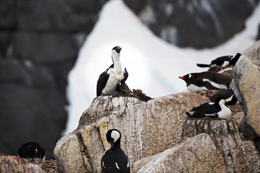 The imperial shags perched on the stony surface in Antarctica