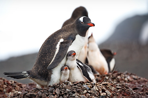 A close-up shot with a mother Gentoo penguin with her two chicks on their rock nest with other penguins in the blurry background