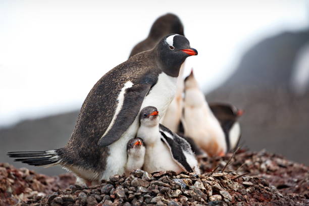 close-up filmado com uma mãe pinguim gentoo com seus dois filhotes em seu ninho de rocha - gentoo penguin - fotografias e filmes do acervo