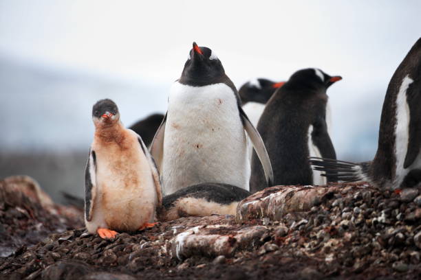istock Cute penguins in the snowy Antarctica Continent 1462552099