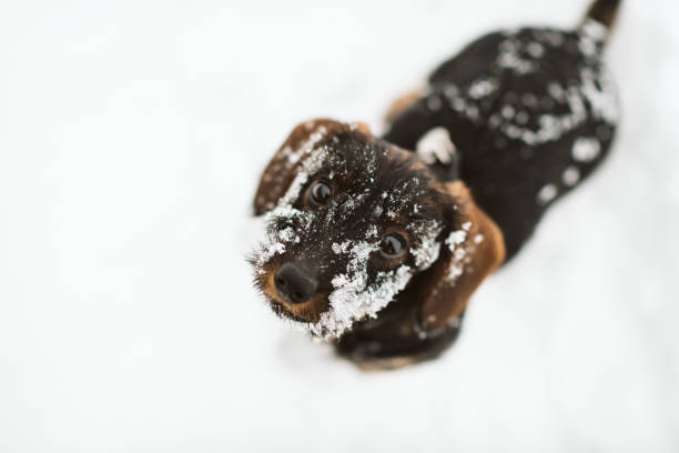 istock Selective focus shot of a dog on the snow 1462552552