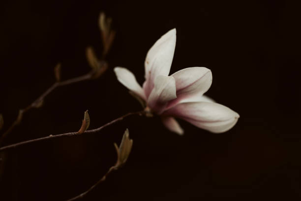 istock Selective focus shot of a bloomed magnolia 1462552663