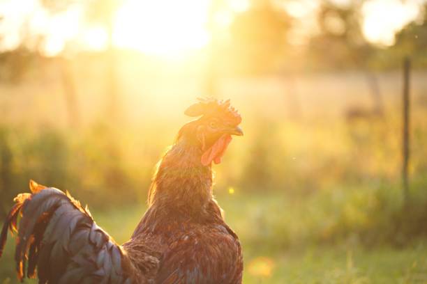istock Rooster walking through the grass in the sunlight 1462552735