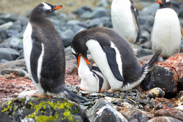 schöne aussicht auf viele eselspinguine, die auf felsigem kieselsteinboden im antarktischen wasser stehen - gentoo penguin stock-fotos und bilder