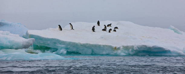 istock Penguins on an iceberg in Antarctica 1462553028
