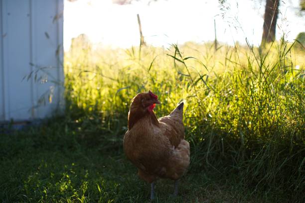 istock Light brown chicken grazing on a grassy rural farm field 1462553043