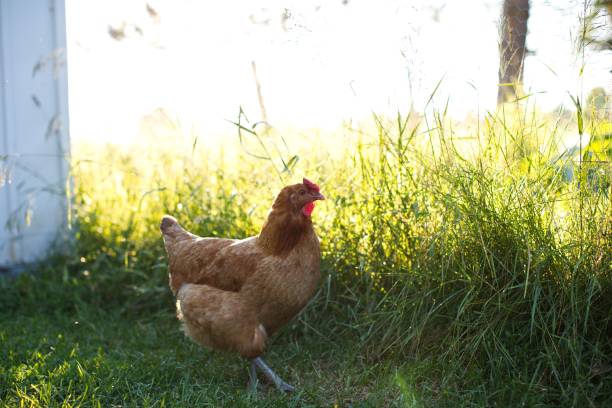 istock Light brown chicken grazing on a grassy rural farm field 1462553055