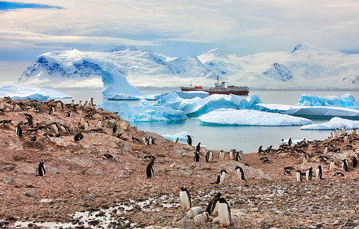 A landscape of a huddle of Gentoo penguins on the shore of the ocean with a ship on it in Antarctica