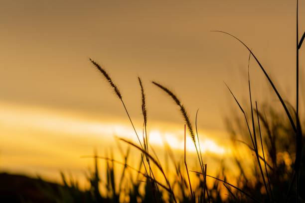 istock Silhouette of grass before the yellow sunset sky 1462553688