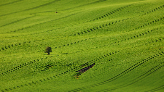 A lonely tree in a green field in Moravia, Czech Republic