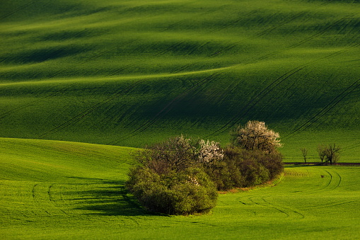 A view of Beautiful spring landscape with trees on fields with waves Moravian Tuscany, Czech Republic