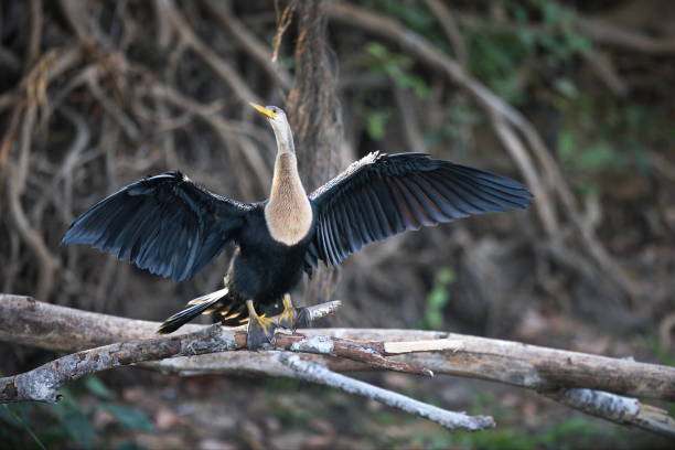 istock Selective focus shot of a darter perched on a branch in Pantanal, Brasil 1462553751