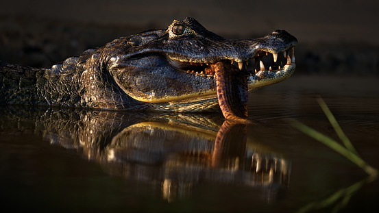 A close-up shot of a head of a black caiman with a big fish in its mouth with its reflection on the river. Pantanal, Brazil
