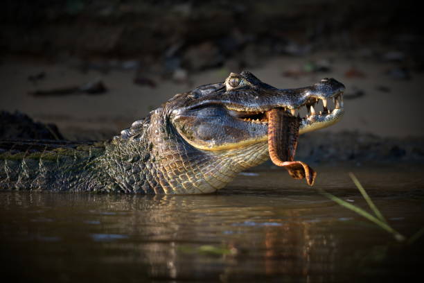 Crocodile eating fish outdoors in Pantanal, Brazil during daylight