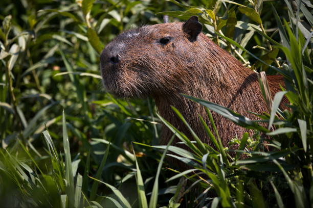 istock Selective focus shot of a capybara in plants in Pantanal, Brasil 1462553821