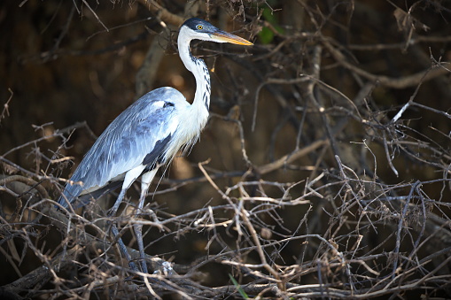 A closeup of a Cocoi heron perched on a tree branch in Pantanal, Brazil