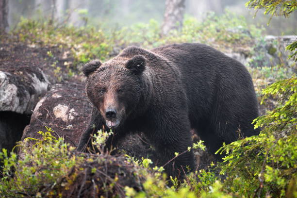 istock Big brown bear in the forest in Finland 1462553916