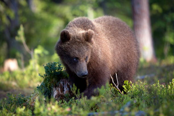 istock Green forest with grizzly bears in Finland during daylight 1462553946