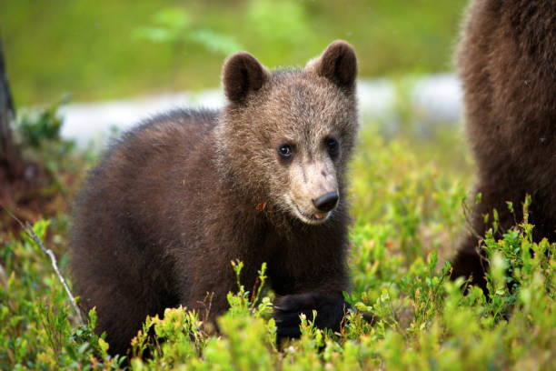 istock Little brown bear in the forest in Finland 1462553968