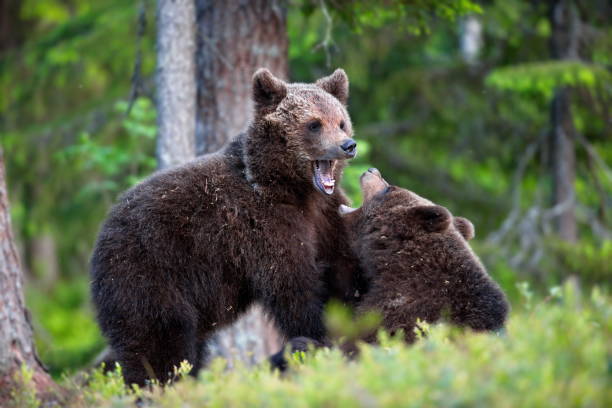 istock Green forest with grizzly bears in Finland during daylight 1462554015