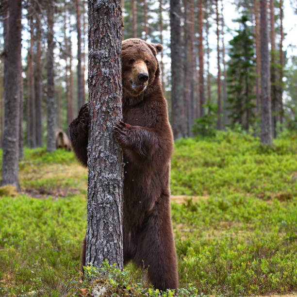istock Big brown bear in the forest in Finland 1462554019