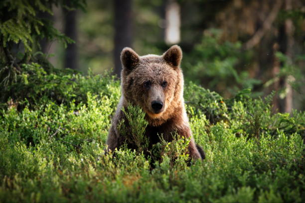 istock Green forest with grizzly bears in Finland during daylight 1462554029