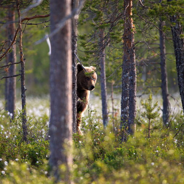istock Brown bear in the forest in Finland 1462554036