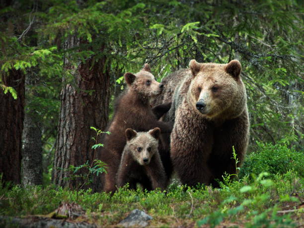 istock Grizzly bear with its babies in a forest covered in greenery in Finland 1462554204