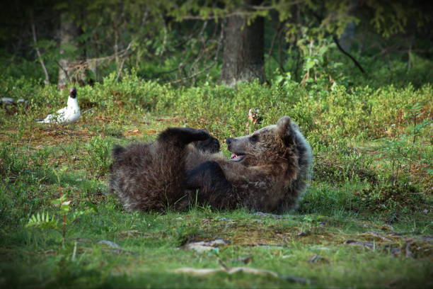 istock Small brown bear baby lying and playing on the ground in a forest 1462554230