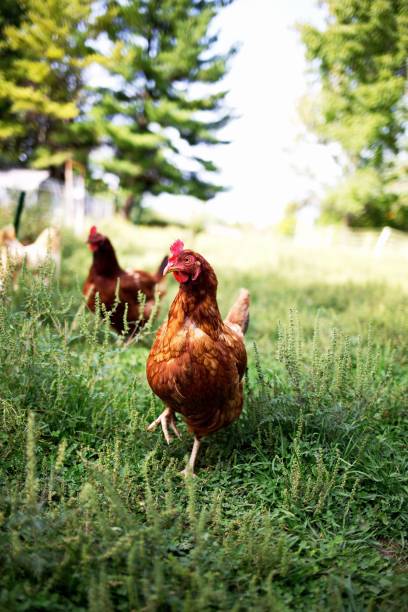istock Vertical shot of cute chicken in a farm 1462554231