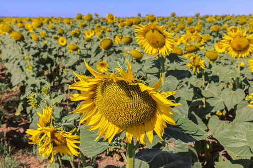 Giant sunflower (Helianthus annuus) field with bright yellow flowers that have not yet woken up and are still unripe, bowing down their inflorescences