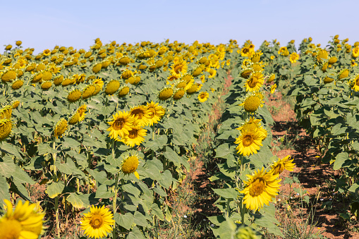 Field of starting to fade sunflowers (Helianthus annuus) with drooping yellow inflorescences only partially petaled in field on summer sunny morning under clear pale blue sky