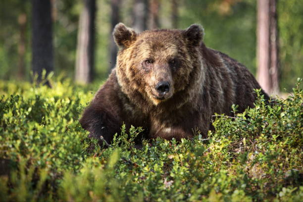 istock Brown bear in the forest in Finland 1462554561