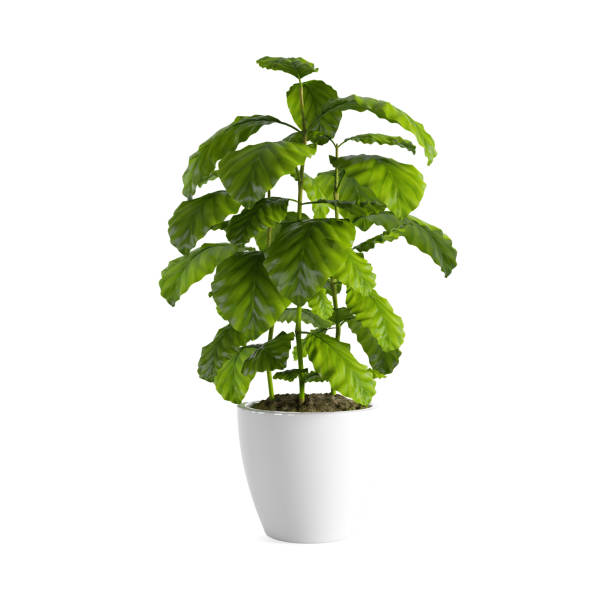 istock 3D rendering of lush green coffee plant in white pot isolated on white background 1462554607