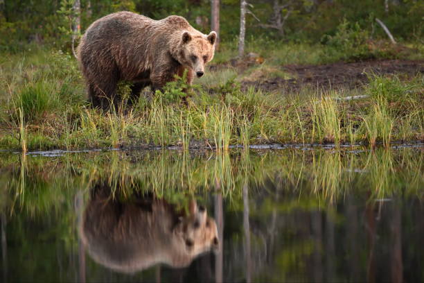 istock Green forest with grizzly bears in Finland during daylight 1462554612