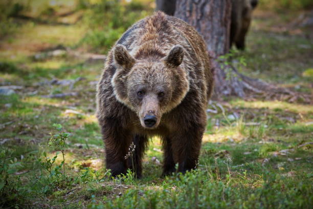 istock Big brown bear walking in a forest with a sad face in Finland 1462554704