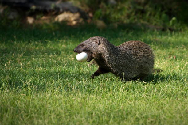istock Mongoose with an egg in a grassy field in Israel 1462554775